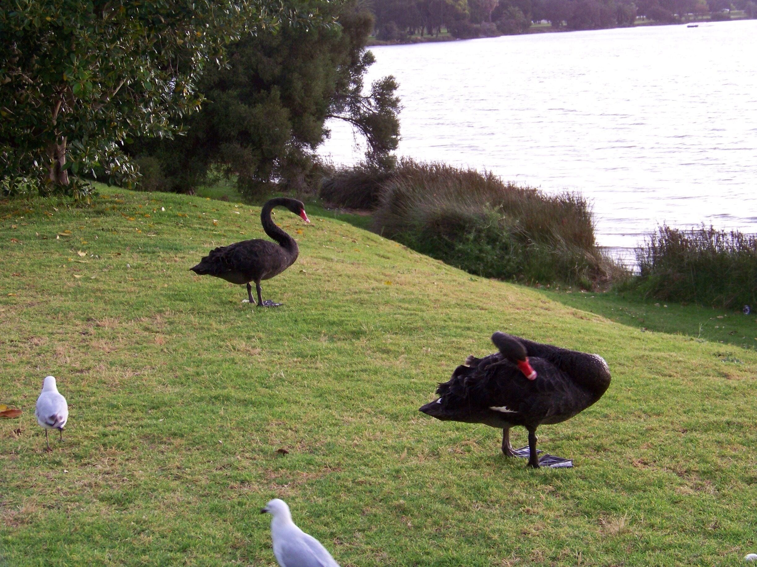 Black Swans on the Swan River
