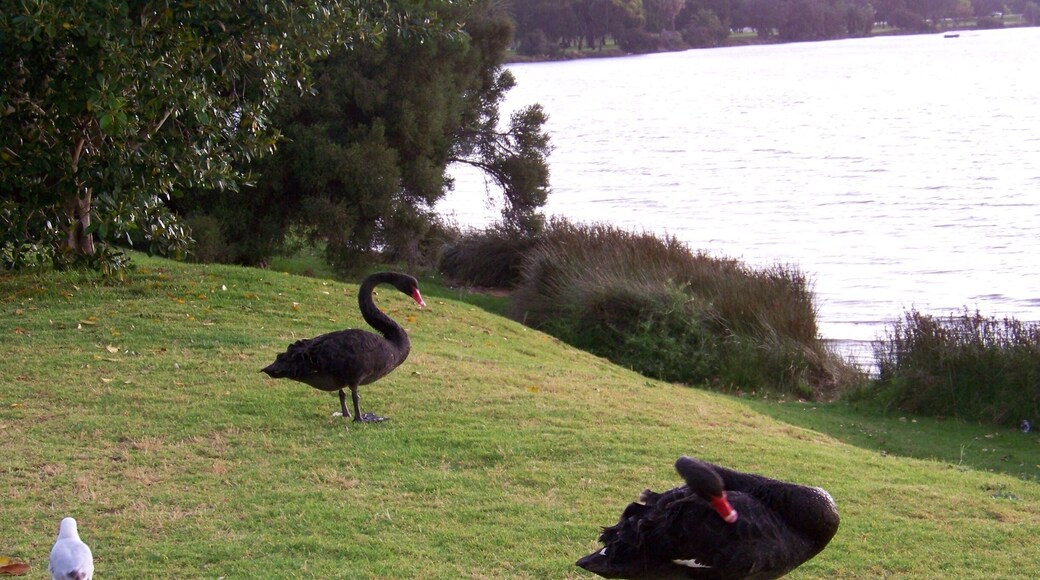 Black Swans on the Swan River