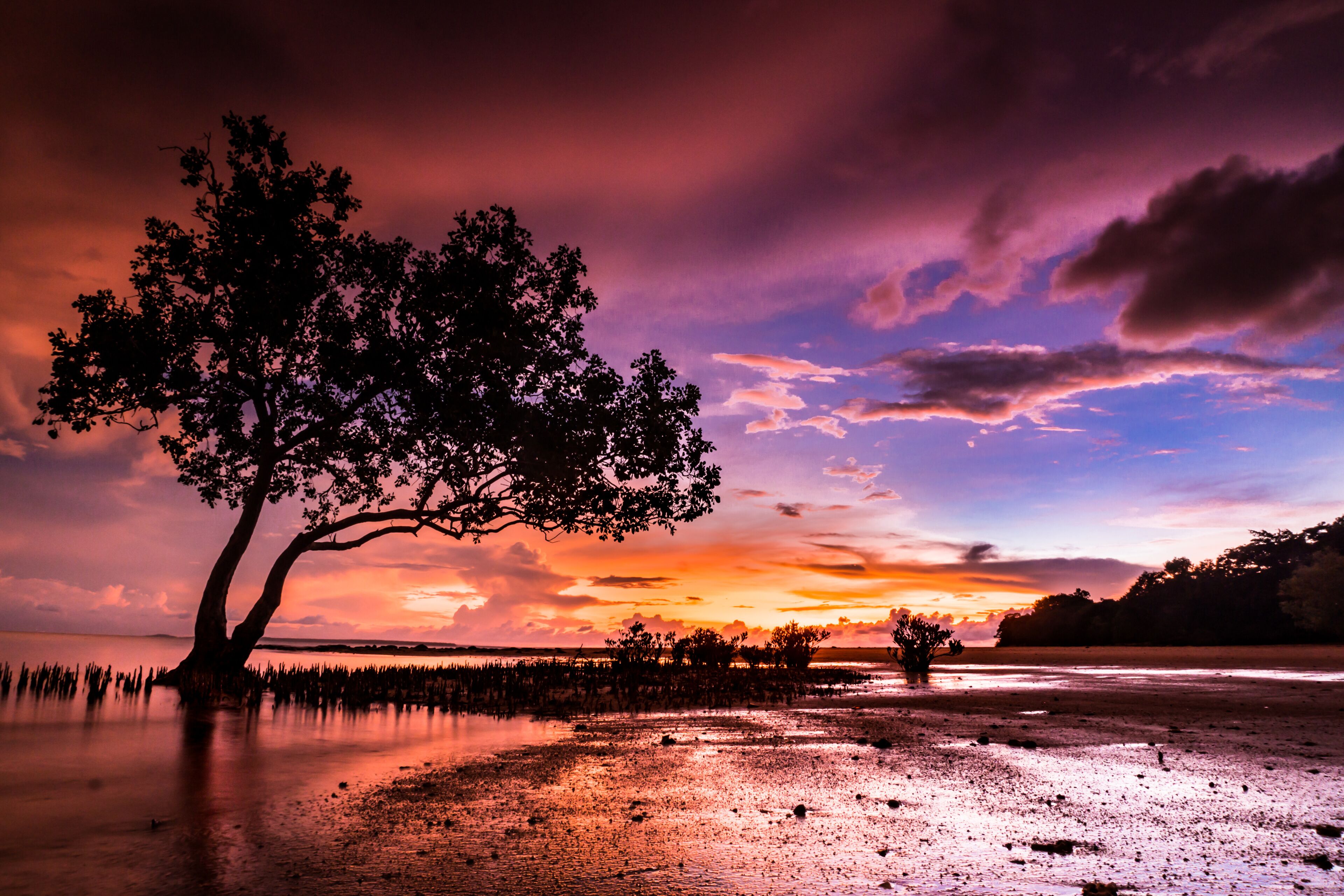 Um pôr do sol sobre águas calmas, com a silhueta de uma árvore em destaque e a linha de costa ao longe.