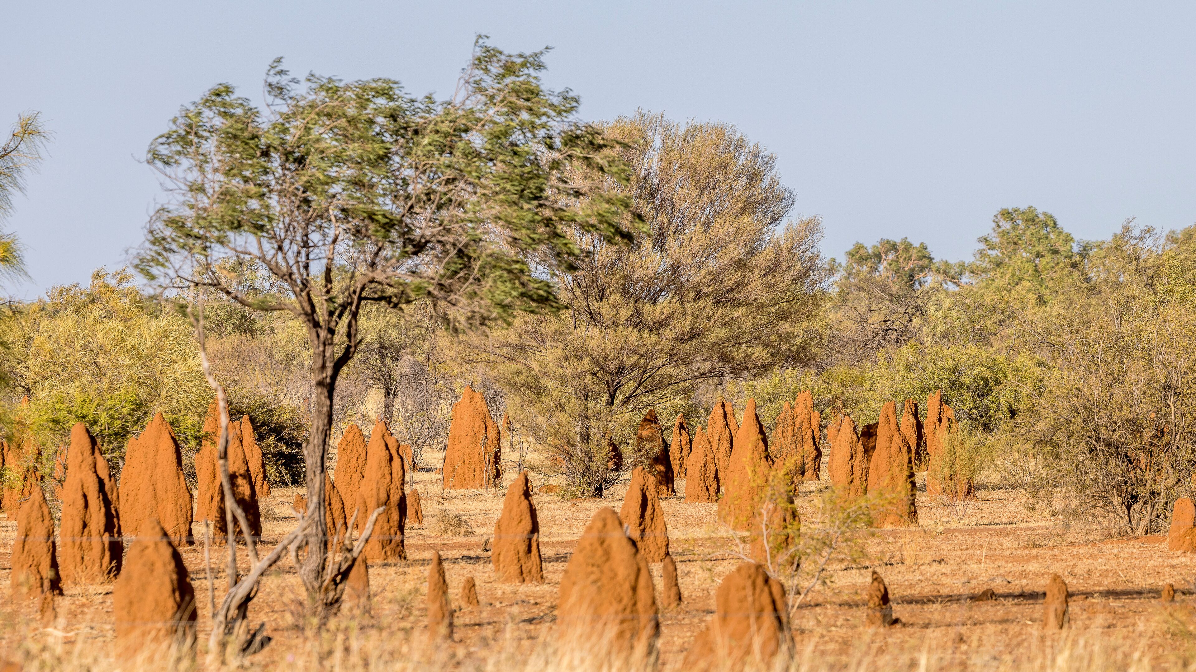 Termite mounds in the outback of Australia's Northern Territory