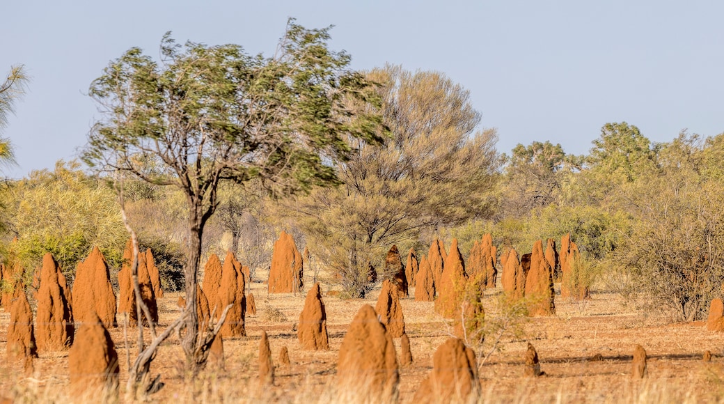 Termite mounds in the outback of Australia's Northern Territory