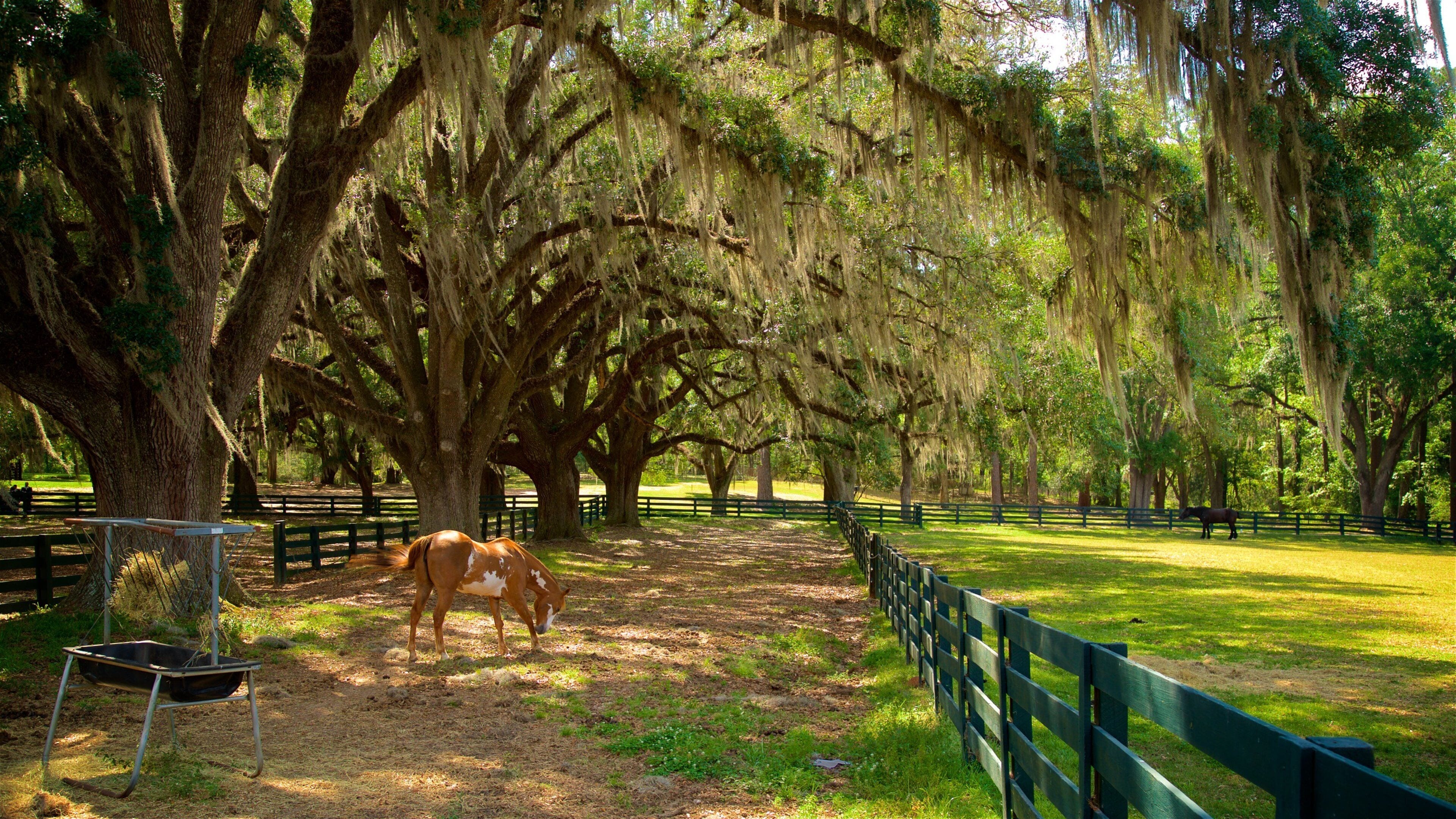 A horse grazing under a canopy of large trees with Spanish moss.