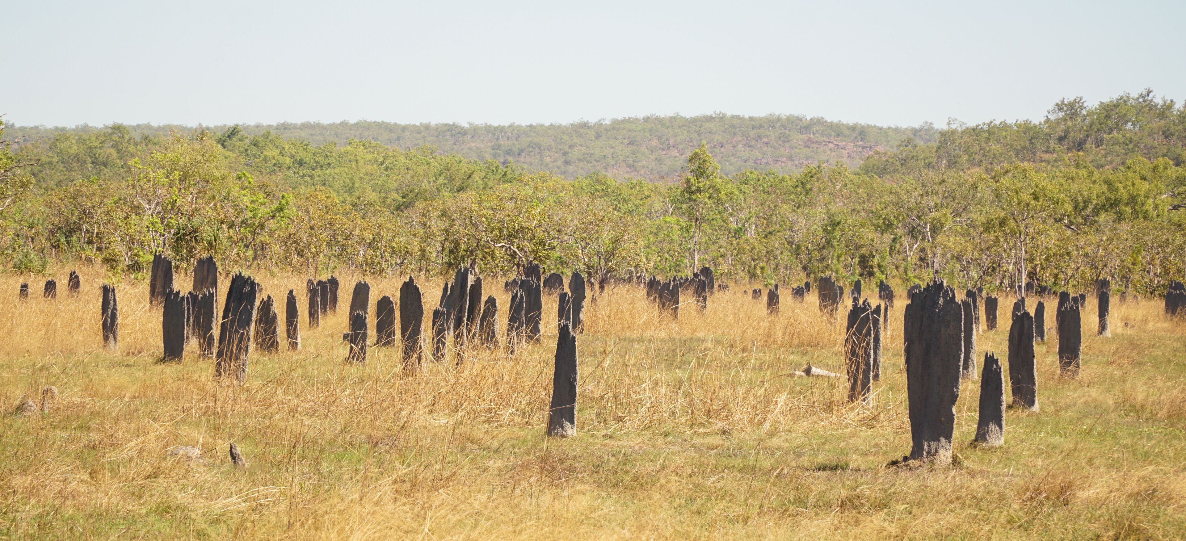 Um campo com árvores altas e carbonizadas, com uma colina arborizada ao fundo.