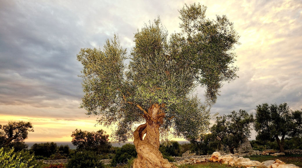 Morciano di Leuca
