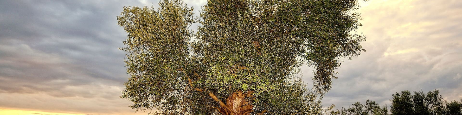 A large olive tree with a twisted trunk, surrounded by rocks and other trees in a natural landscape.
