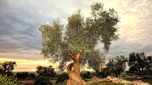 Morciano di Leuca