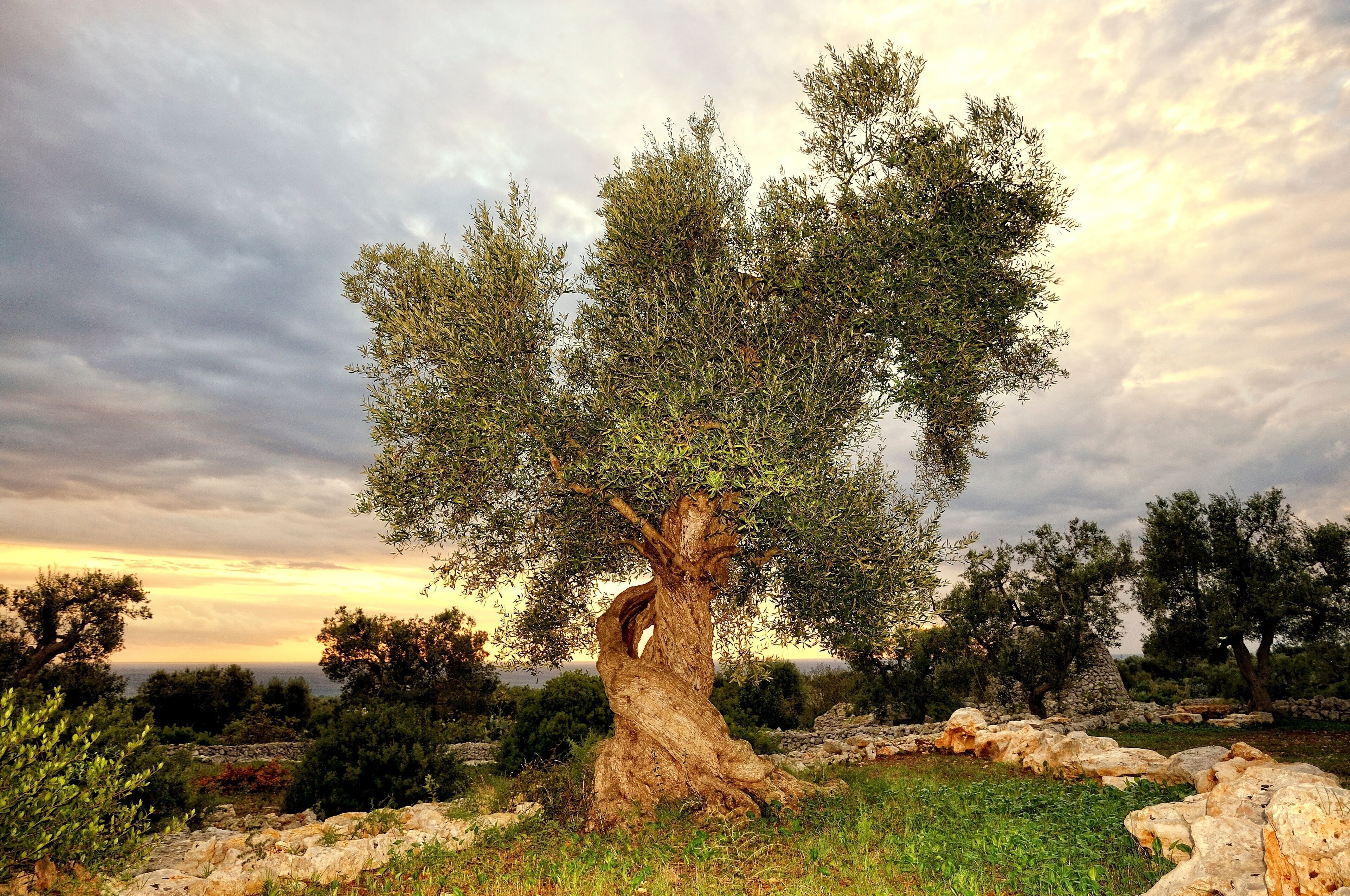 A large olive tree with a twisted trunk, surrounded by rocks and other trees in a natural landscape.