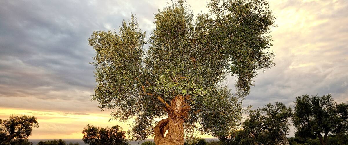 A large olive tree with a twisted trunk, surrounded by rocks and other trees in a natural landscape.