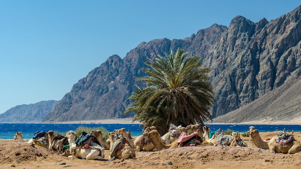 Camels resting near a palm tree by a desert beach with mountains in the background.