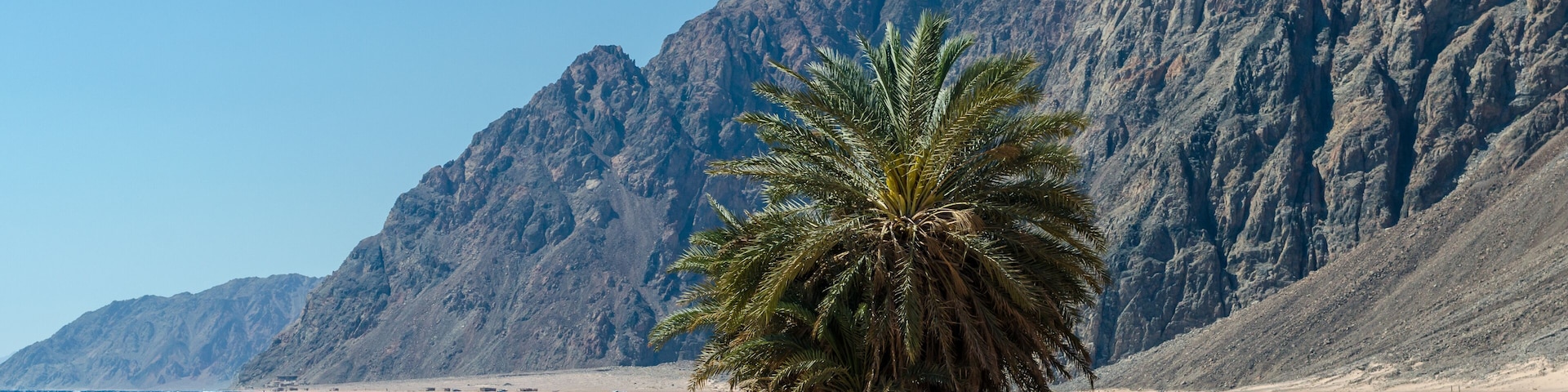 caravan lying camels in desert of Egypt Dahab South Sinai