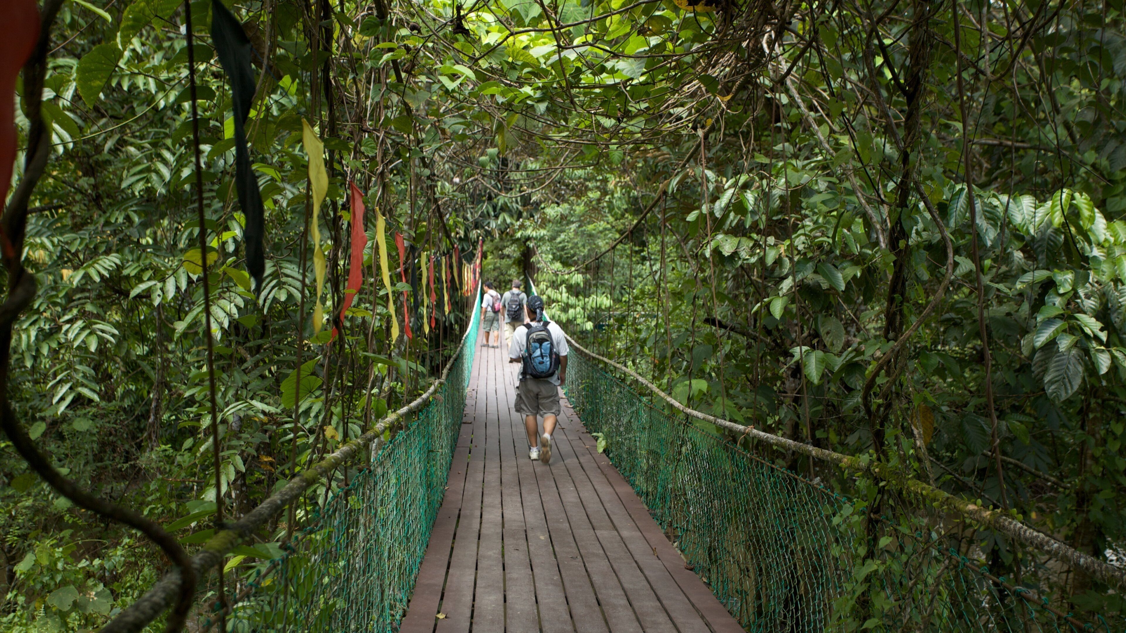 Gunung Mulu National Park featuring hiking or walking, a suspension bridge or treetop walkway and rainforest