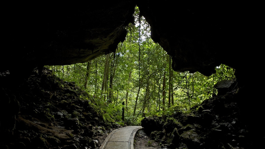 Gunung Mulu National Park featuring caves and rainforest
