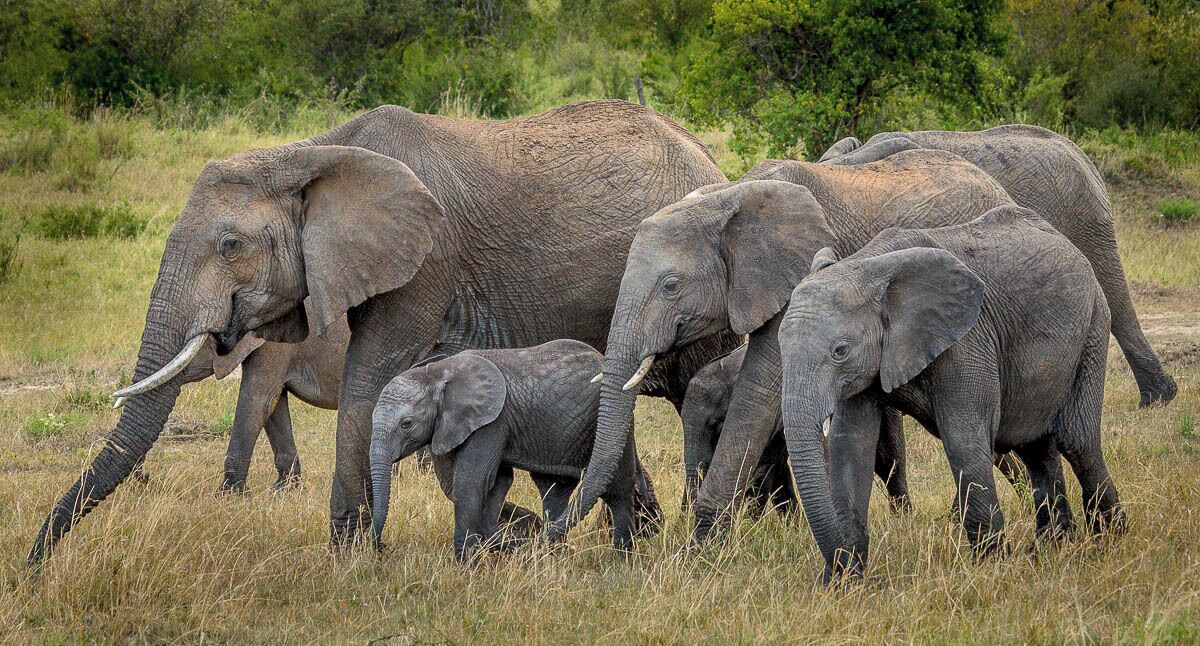 A herd of elephants in a grassy field with trees in the background.