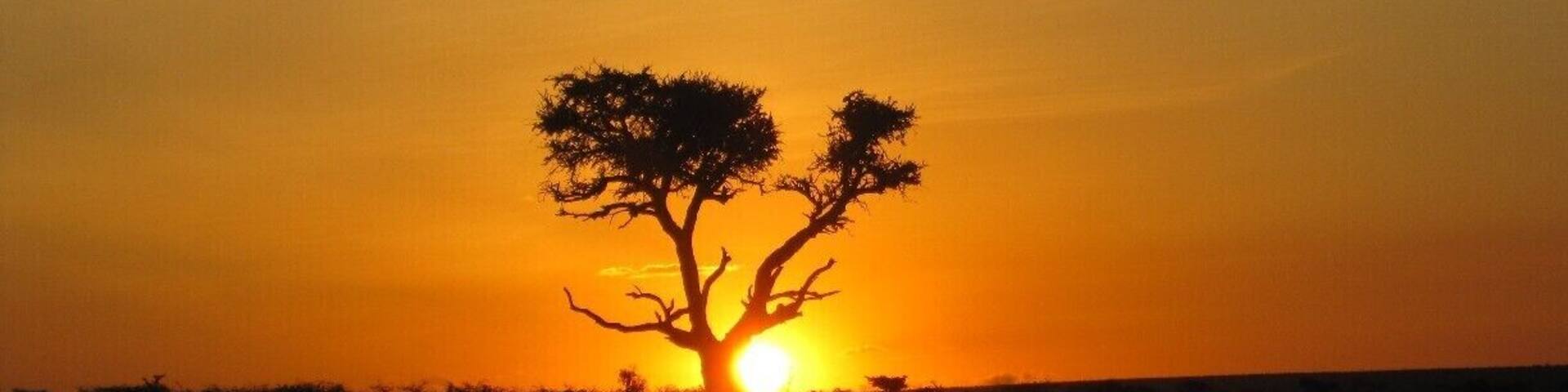 Enjoying a stunning sunrise on one of our morning drives through Maasai Mara. It soon turned out to be an excellent morning, because we were able to witness a buffalo chasing a lioness.
