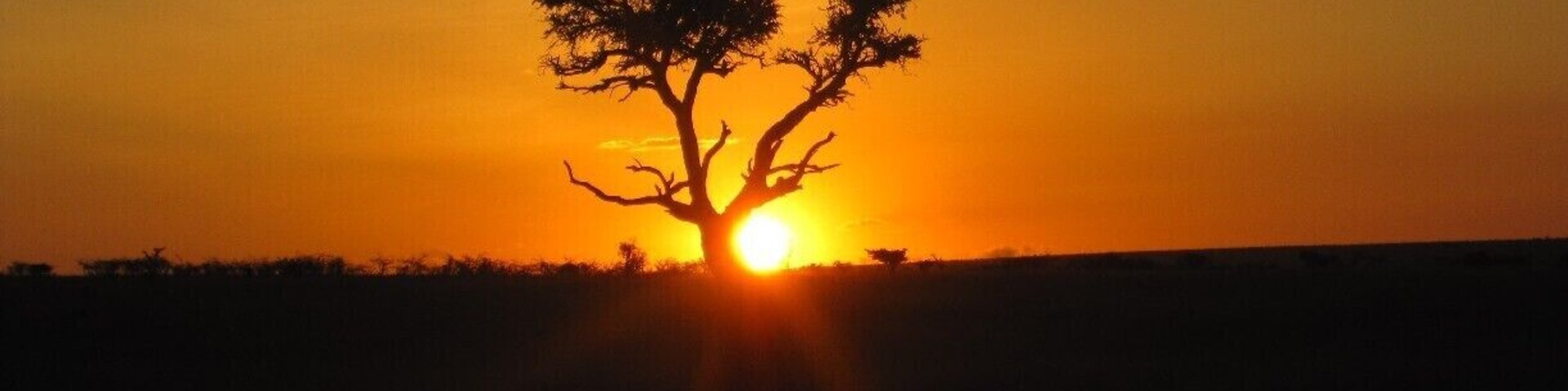 Un árbol silueteado contra el atardecer.