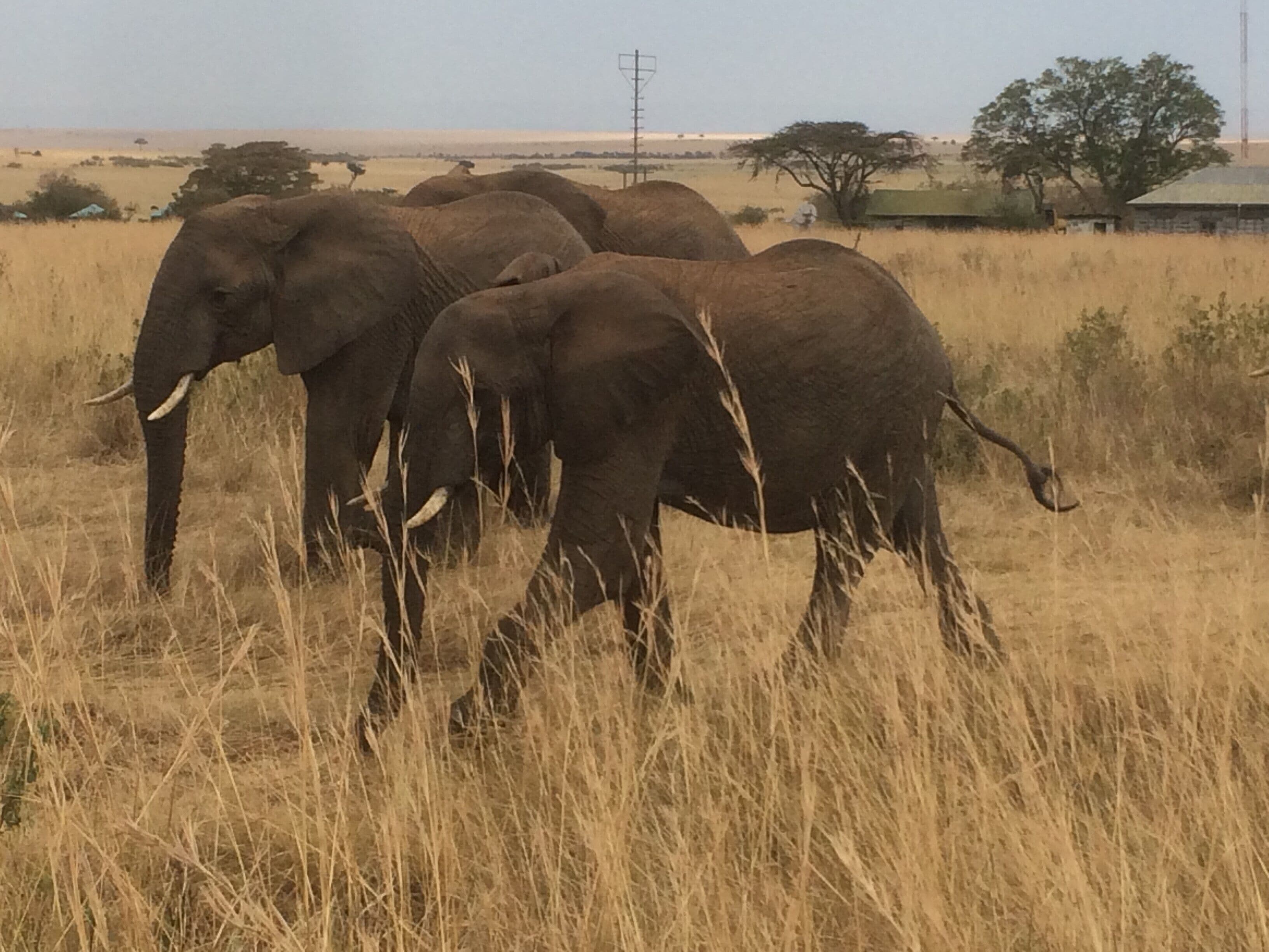 hello family of elephants. Keekorok Lodge was a fantastic place to stay. we saw the big 5 and the staff were amazing!