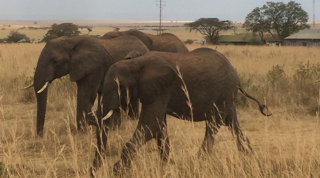 hello family of elephants. Keekorok Lodge was a fantastic place to stay. we saw the big 5 and the staff were amazing!