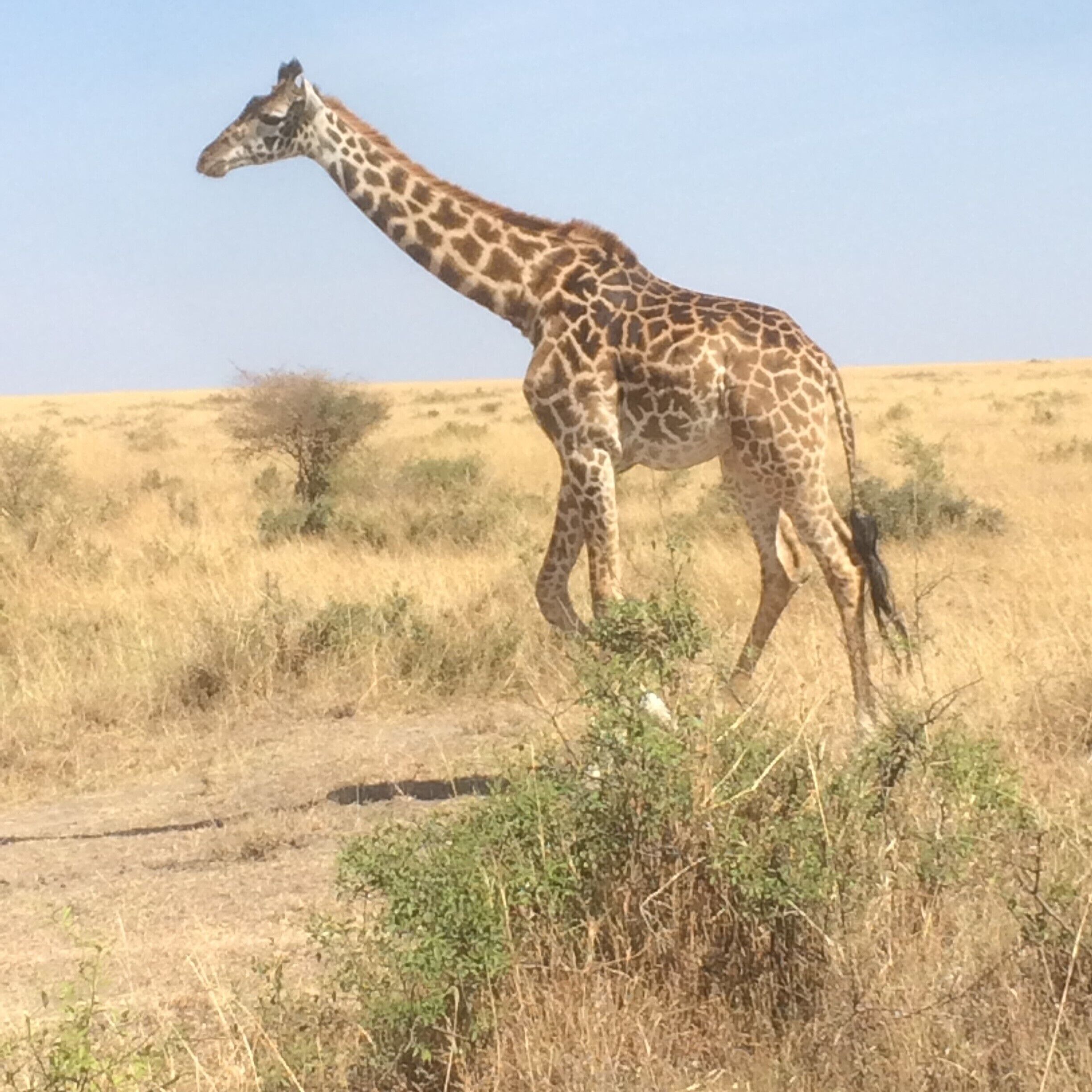 A giraffe walking in a dry grassland with sparse trees.