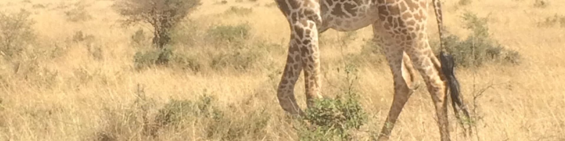 A giraffe walking in a dry grassland with sparse trees.