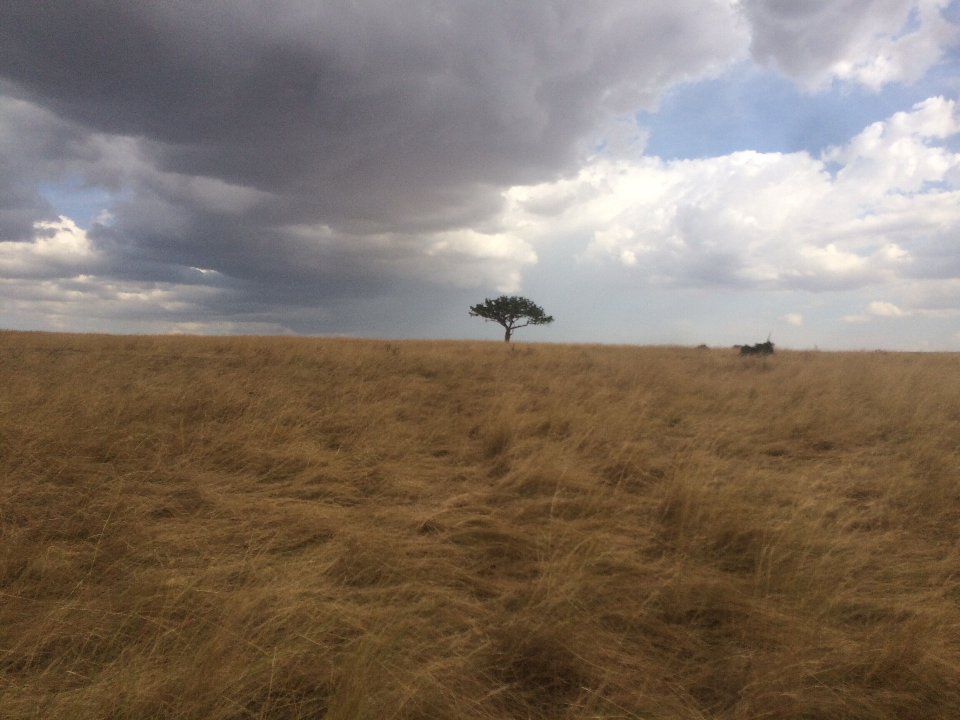 Get lost in this peaceful picture of the Masai Mara. This lonely tree in the distance speaks 1000 words.