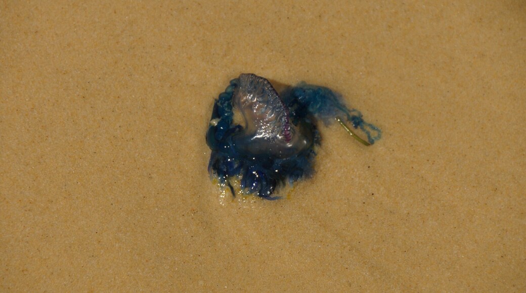 Blue Bottle. Very pretty, but the blue tentacles sting. When it is floating in the water, the tentacles drag behind and underneath.