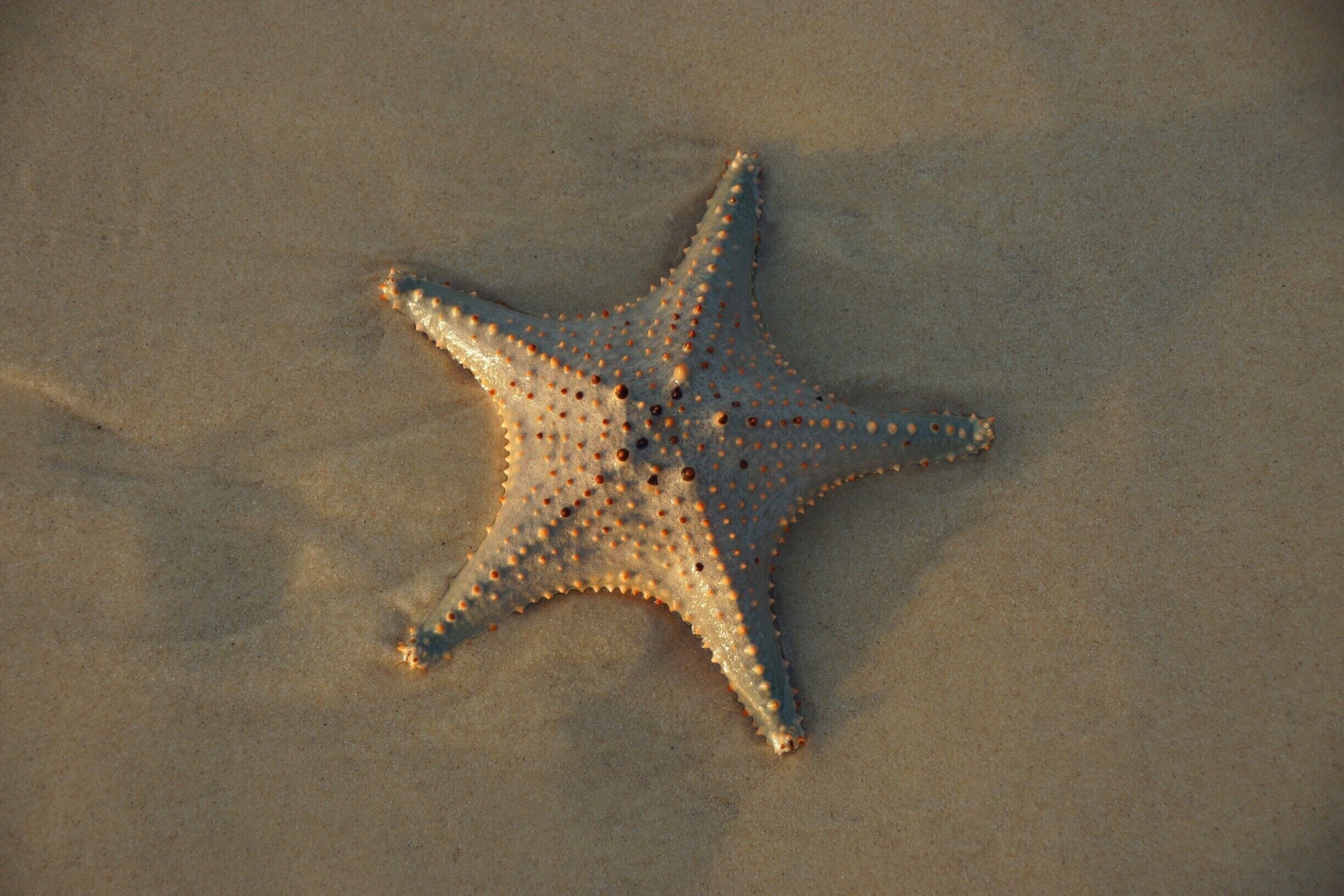 #Fox Village. About a 15-20 minute cab drive (30$ each way). You can maybe share the cab back. Entrance fee 10,000 yen (about 10USD)- Love these foxes! 