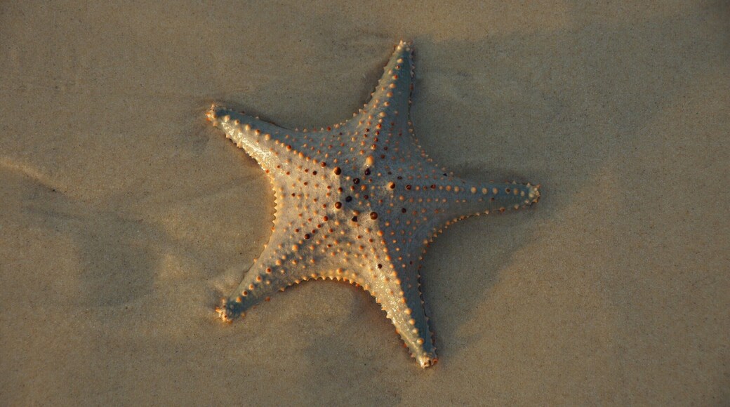 #Fox Village. About a 15-20 minute cab drive (30$ each way). You can maybe share the cab back. Entrance fee 10,000 yen (about 10USD)- Love these foxes!