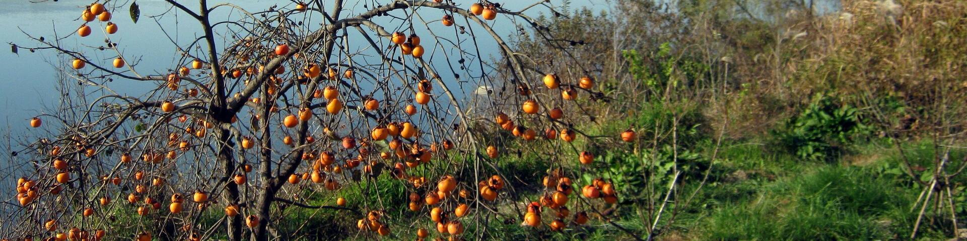 éżæŠéć·é æŻ