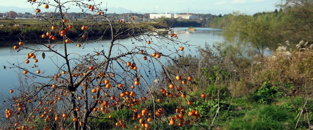 A river with orange fruits hanging from branches, a calm water body, and a distant cityscape.