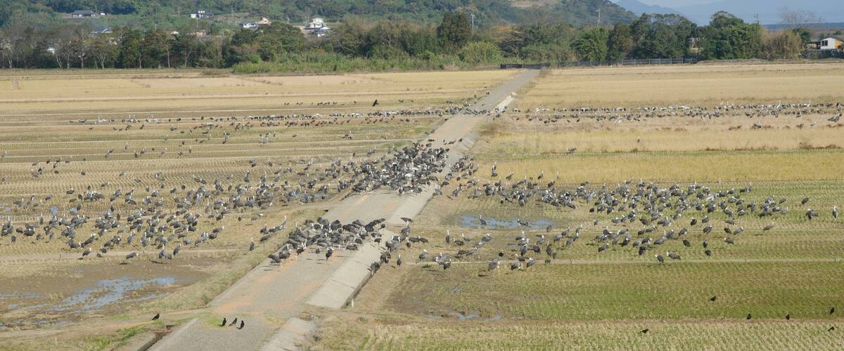Flock of cranes in Izumi city, Kagoshima prefecture, Japan.