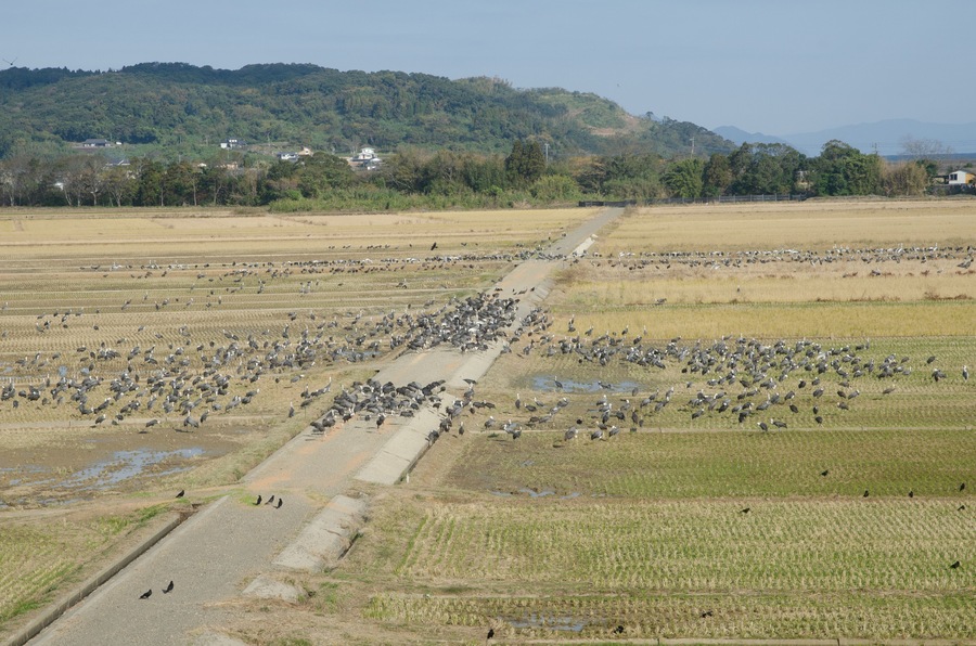 Flock of cranes in Izumi city, Kagoshima prefecture, Japan.