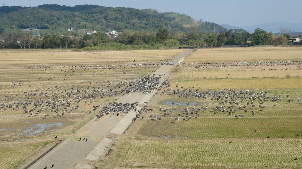 A large flock of birds in a rice field with a road and houses in the background.