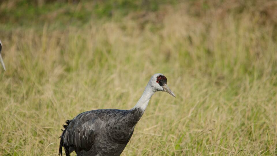 A bird walking through a grassy field.