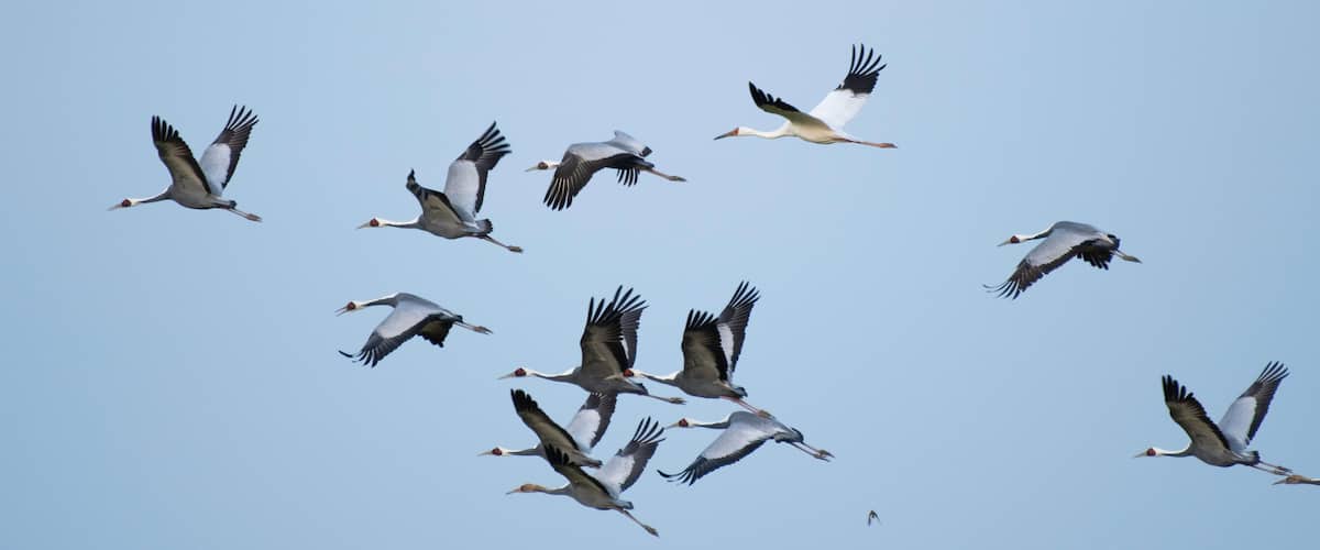 Siberian white crane flying with flock of white-naped cranes