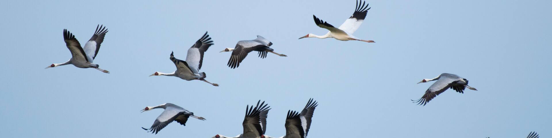 Siberian white crane flying with flock of white-naped cranes