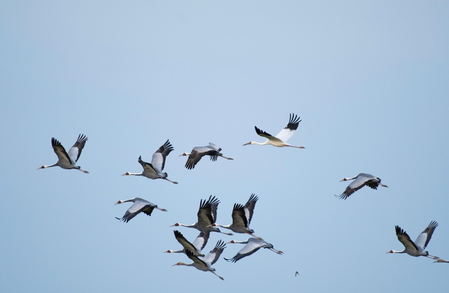 Siberian white crane flying with flock of white-naped cranes