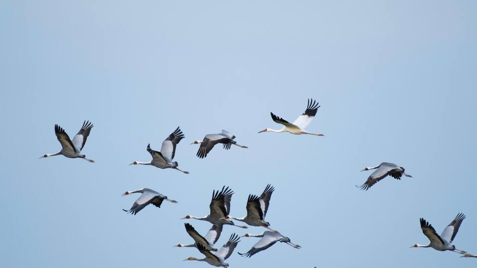 A flock of birds flying in formation against a clear sky.
