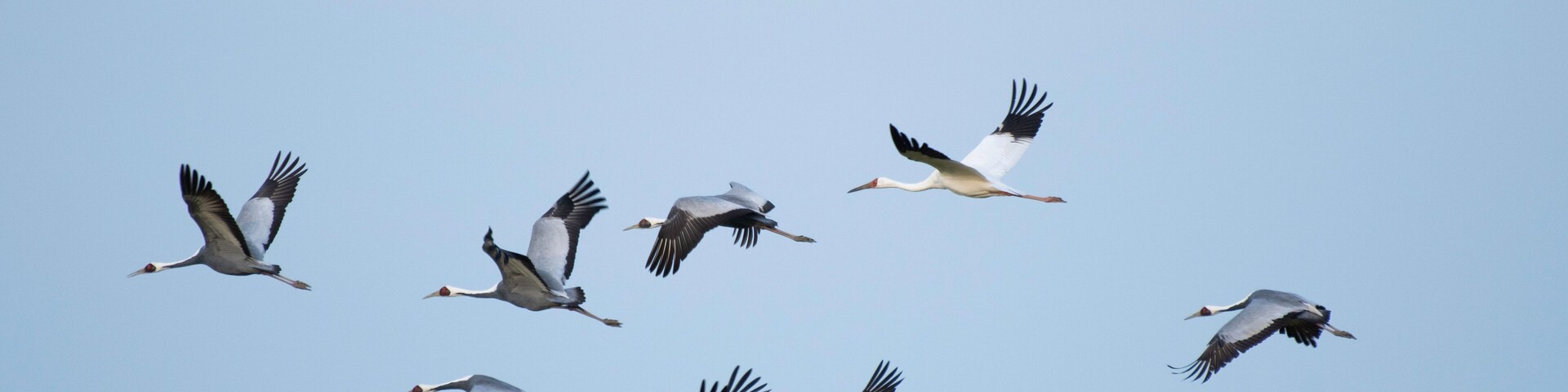 Siberian white crane flying with flock of white-naped cranes