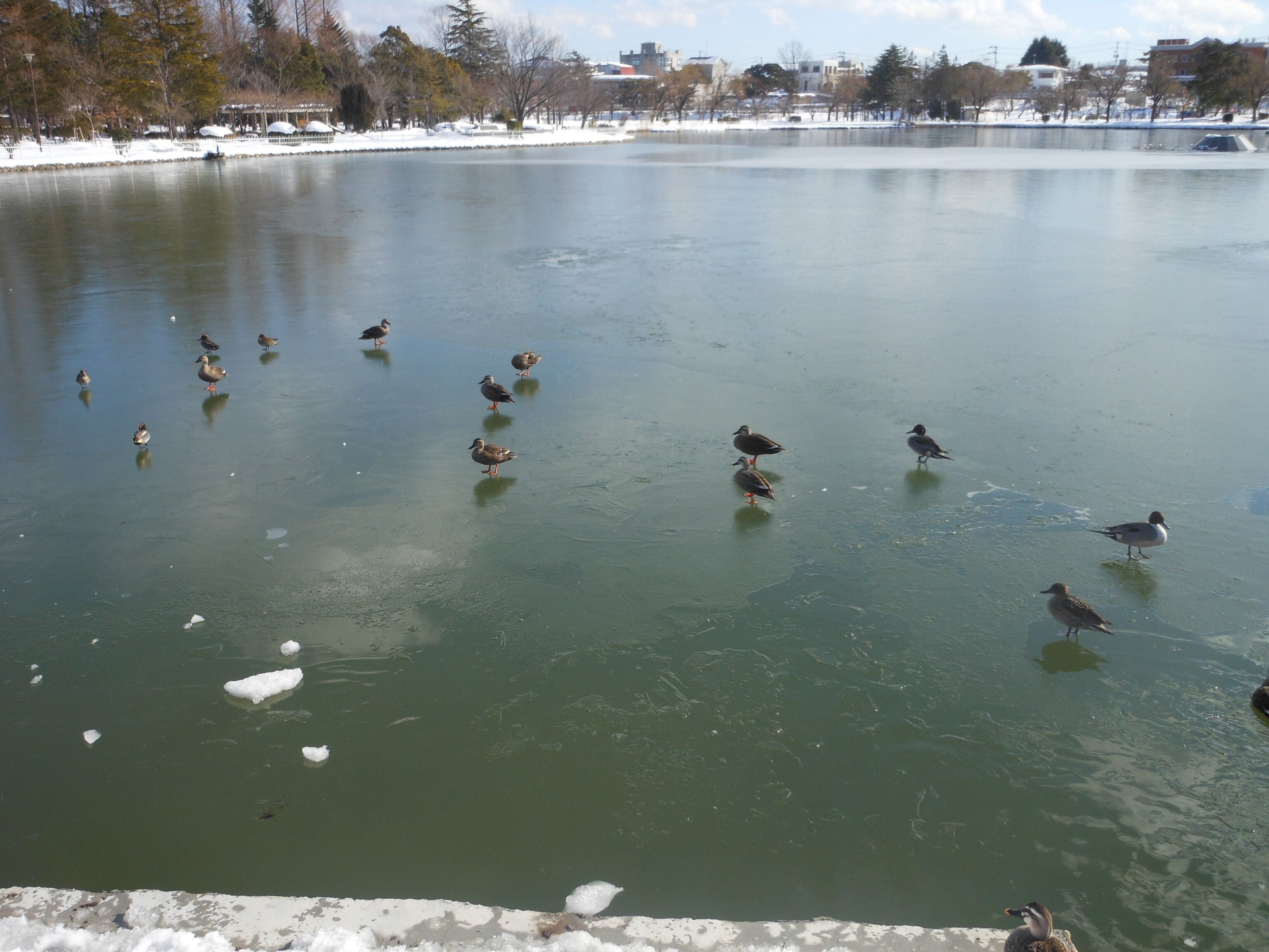 This is the lake Isuzu in Kaiseizan park, Koriyama, Fukushima, Japan. This lake was frozen.