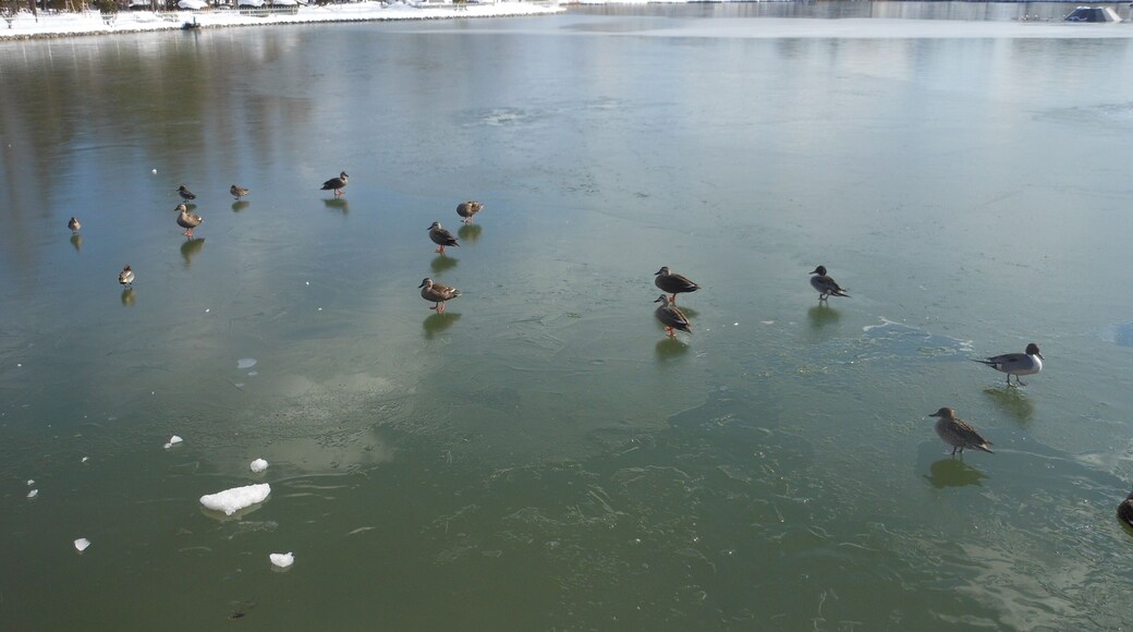 This is the lake Isuzu in Kaiseizan park, Koriyama, Fukushima, Japan. This lake was frozen.