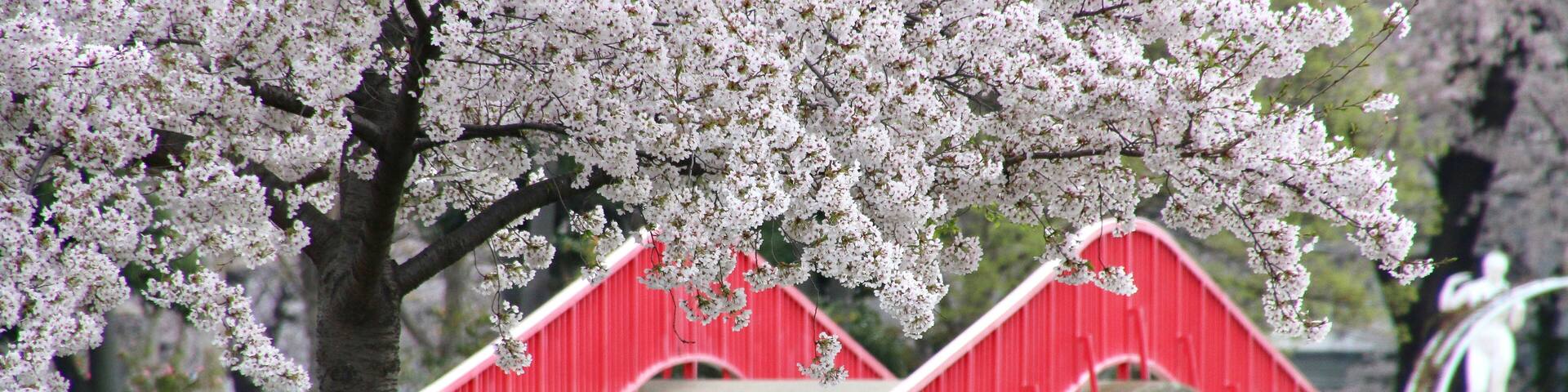 開成山公園の桜(郡山市)
