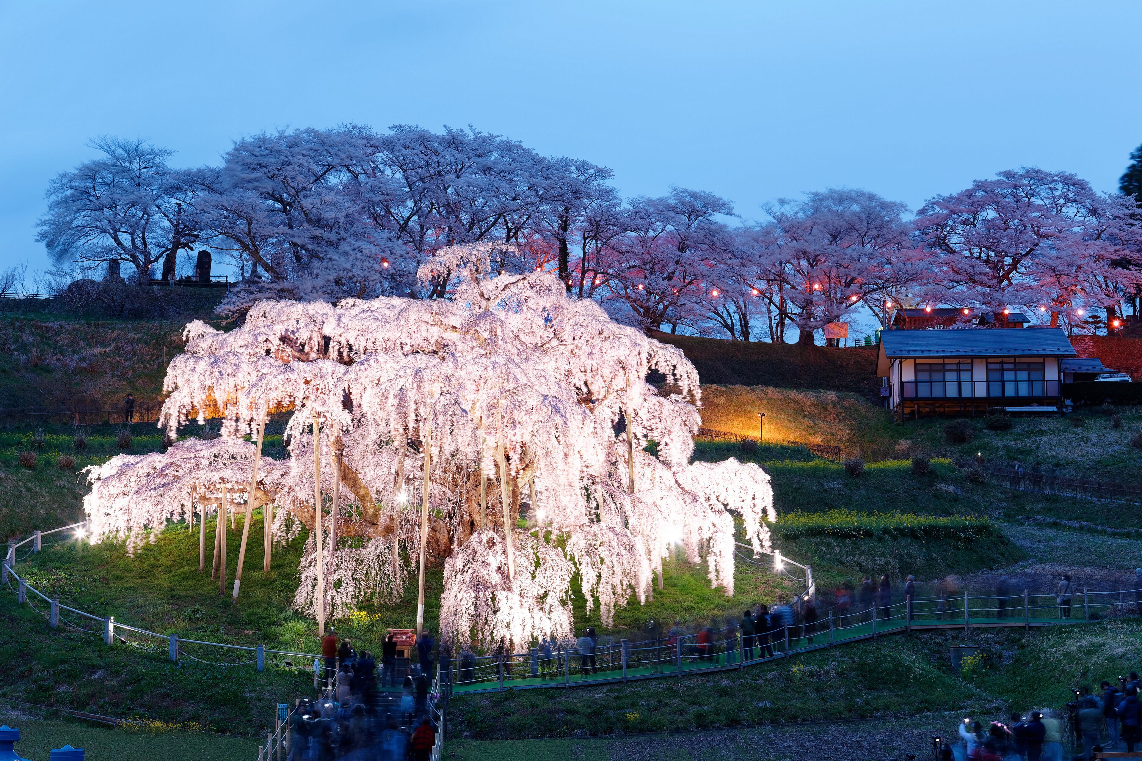 A large, illuminated cherry blossom tree surrounded by a fence, with a traditional building in the background.