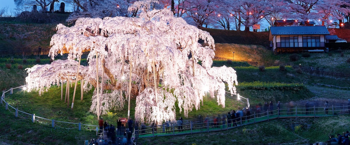 A large, illuminated cherry blossom tree surrounded by a fence, with a traditional building in the background.