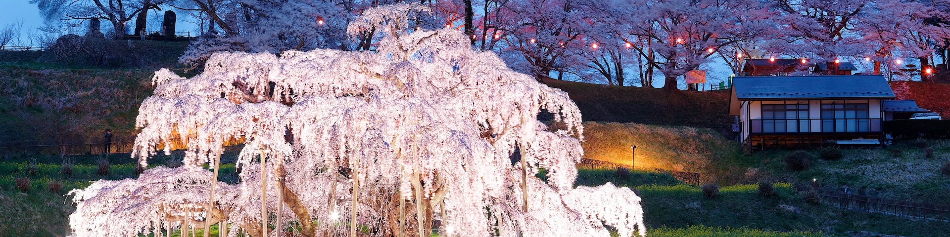 A large, illuminated cherry blossom tree surrounded by a fence, with a traditional building in the background.
