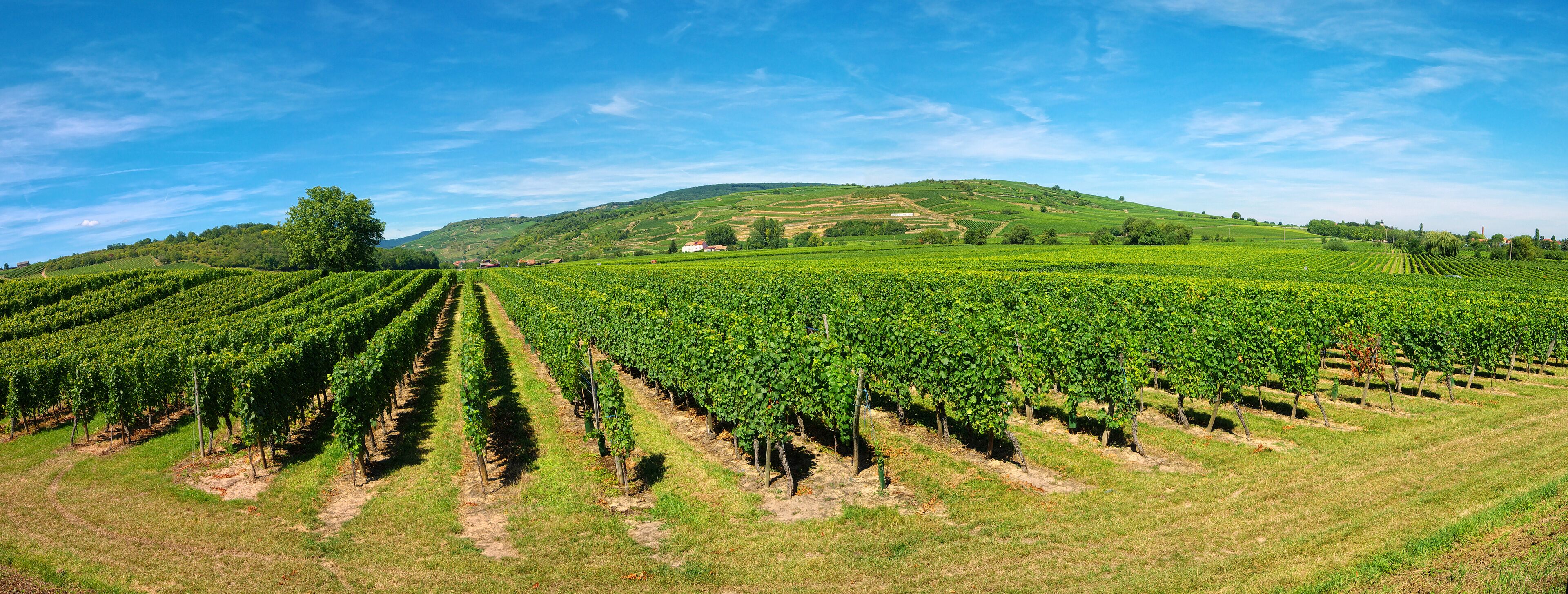 A vineyard with rows of grapevines and a hill in the background.