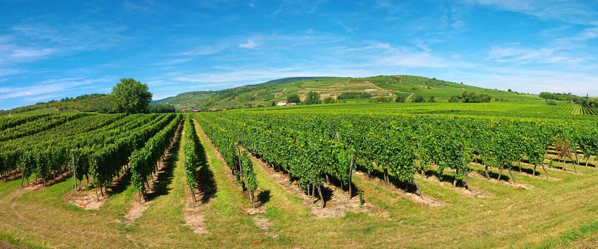 A vineyard with rows of grapevines and a hill in the background.