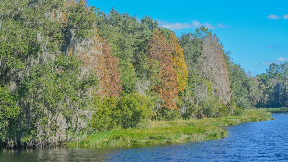 A river with dense vegetation and trees with autumn foliage.