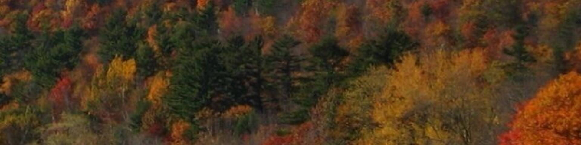 A forested hill with autumn foliage by a body of water.