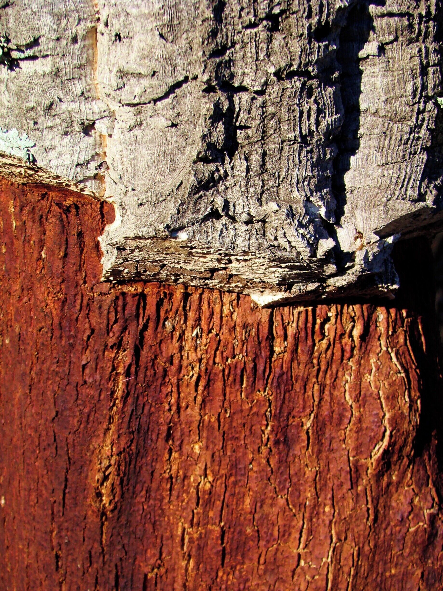 Casca de árvore
Sobreiro/Cork tree

Em minhas viagens tenho fotografado exaustivamente alguns temas. No fundo, sempre na esperança de publicá-los de alguma forma. Tenho perseguido o tema "Cascas de árvores" devido à sua diversidade de texturas, de formas e de cores.

In my travels I have photographed exhaustively some themes. In the background, always hoping to publish them somehow. I have pursued the theme "Tree Barks" because of its diversity of textures, shapes and colors.

#bark #tree #arvore #casca