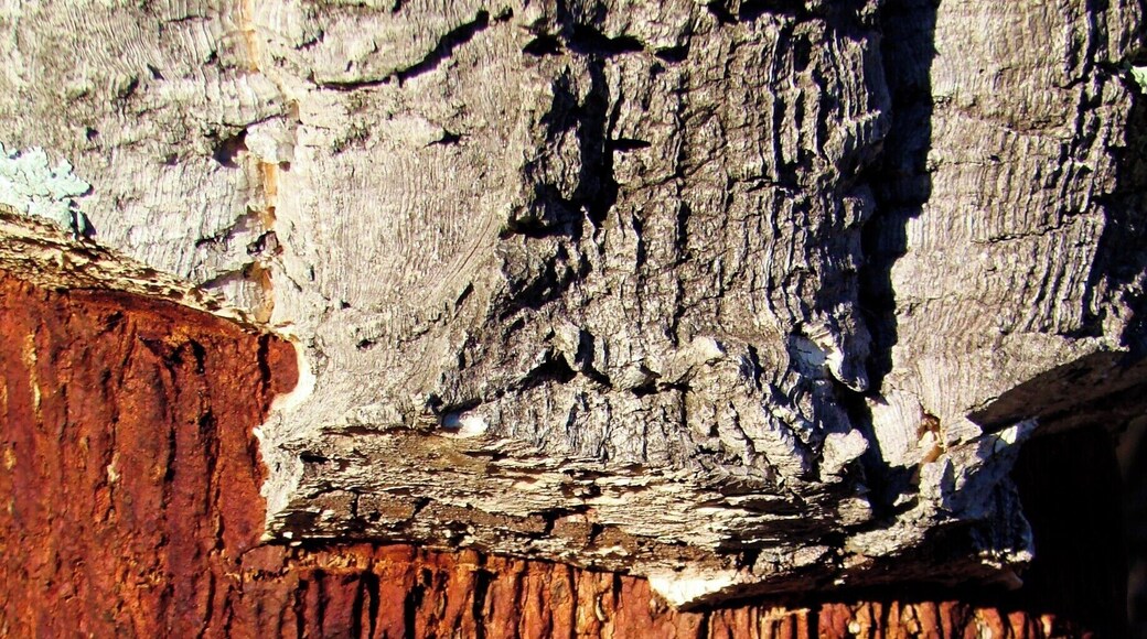 Casca de árvore
Sobreiro/Cork tree
Em minhas viagens tenho fotografado exaustivamente alguns temas. No fundo, sempre na esperança de publicá-los de alguma forma. Tenho perseguido o tema "Cascas de árvores" devido à sua diversidade de texturas, de formas e de cores.
In my travels I have photographed exhaustively some themes. In the background, always hoping to publish them somehow. I have pursued the theme "Tree Barks" because of its diversity of textures, shapes and colors.
#bark #tree #arvore #casca